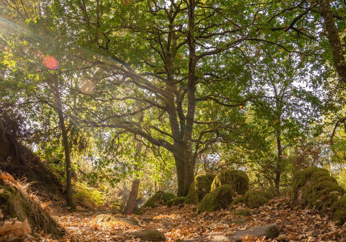 Fallece un trabajador forestal en Iurreta tras golpearle una rama la cabeza