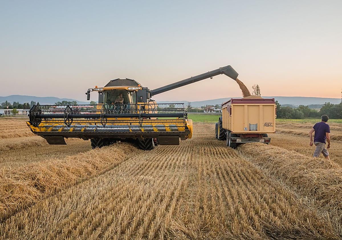 El alto precio del grano en el mercado exterior ha hecho que los agricultores opten por cultivar el alimento para el ganado cerca de casa.