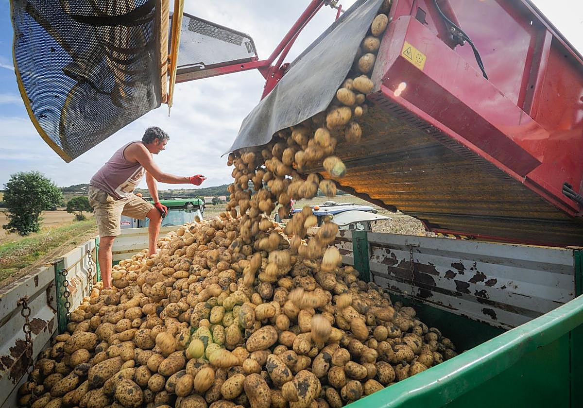 La patata alavesa tiene gran aceptación en el mercado.