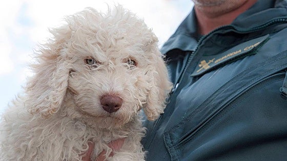 Así es Dylan, el perro que detectó restos biológicos en uno de los cuchillos