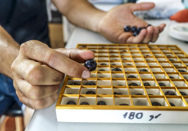 Alberto coloca en el laboratorio cada una de las muestras en una caja para su posterior análisis.