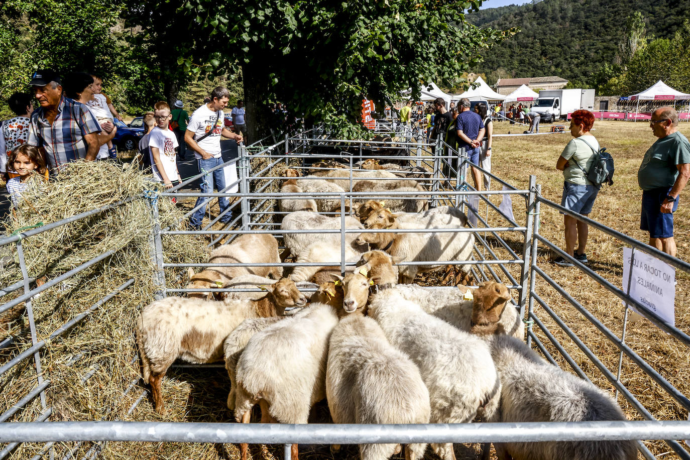 La feria de Angosto, en imágenes