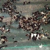 Adiós a las cucarachas: el truco definitivo para acabar con este insecto en casa