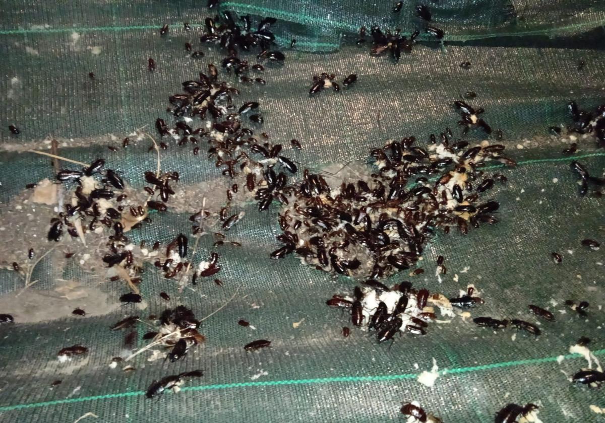 Adiós a las cucarachas: el truco definitivo para acabar con este insecto en casa