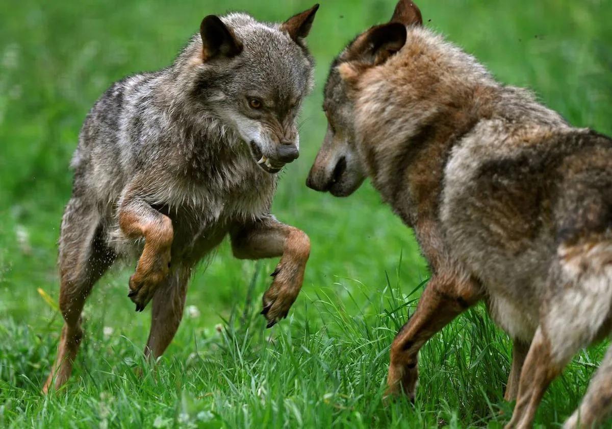 Los lobos son animales muy territoriales y con una organización familiar muy clara.