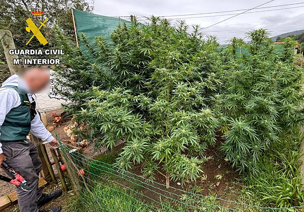 Las plantas tenían un gran tamaño.