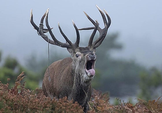 La berrea de los ciervos volverá a ser protagonista en el Gorbea.