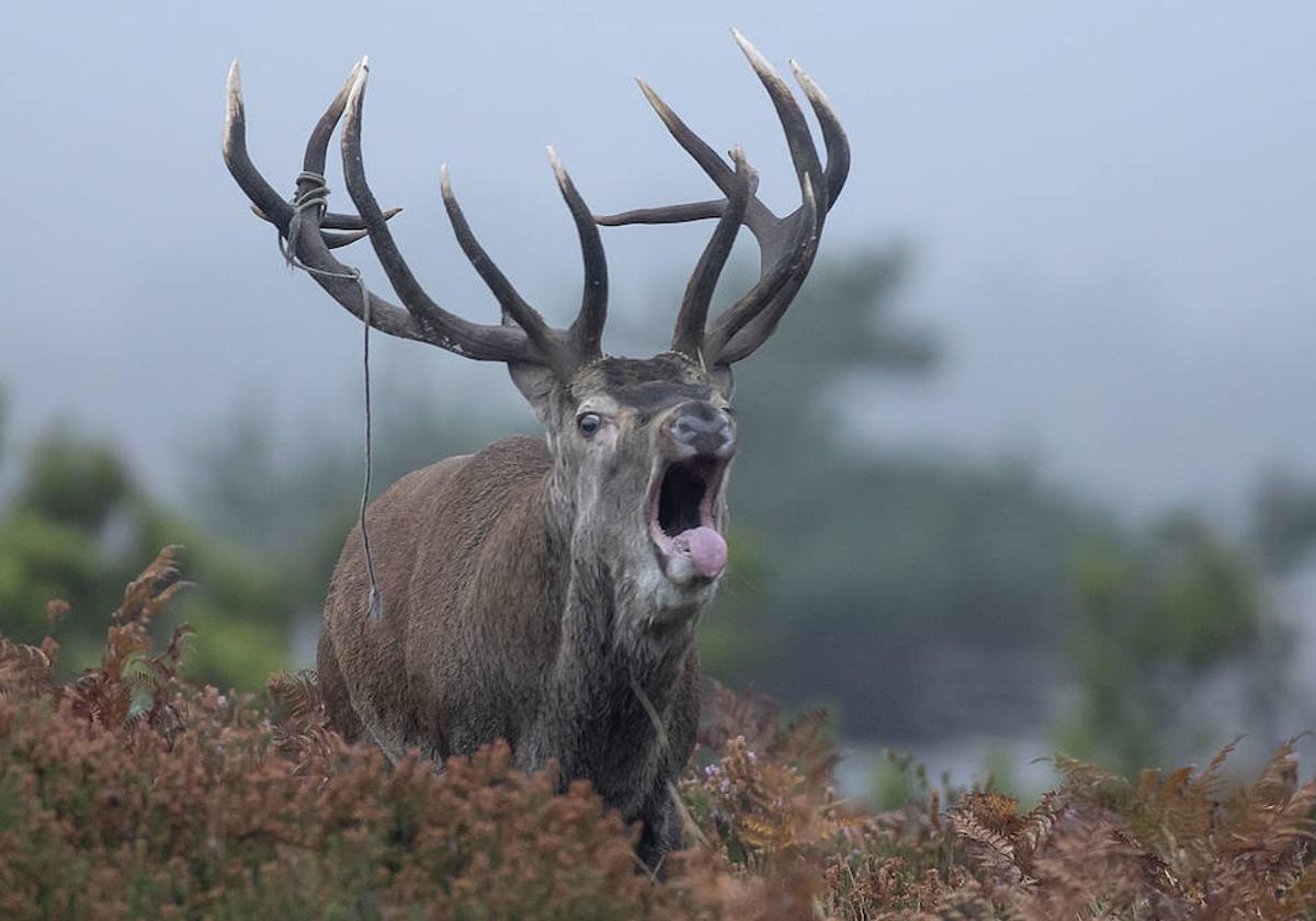 La berrea cierra el Gorbea
