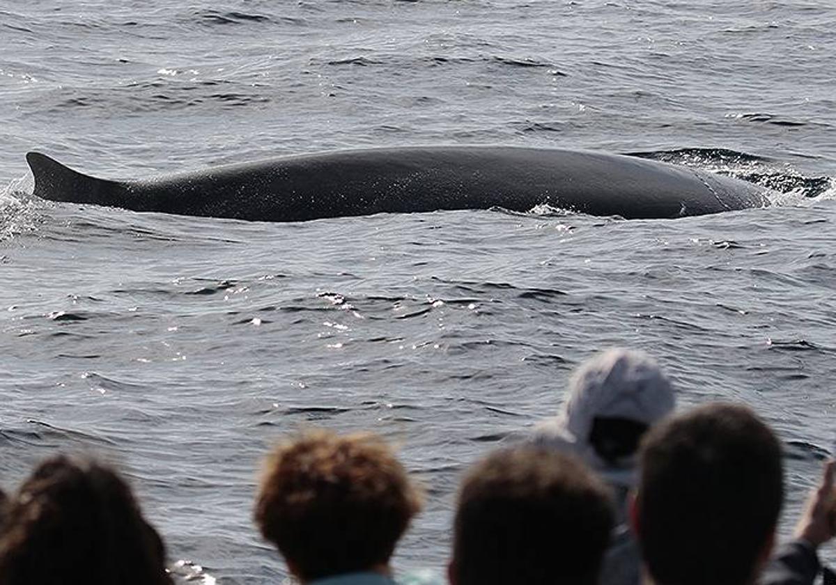 Un grupo de turistas observa el paso de una ballena por el Golfo de Vizcaya.