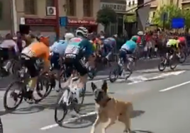 Un perro salta a la carretera y está a punto de desatar el caos en La Vuelta a su paso por Haro