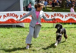 Dentro del ring uno de los perros hace una demostración de su movimineto.