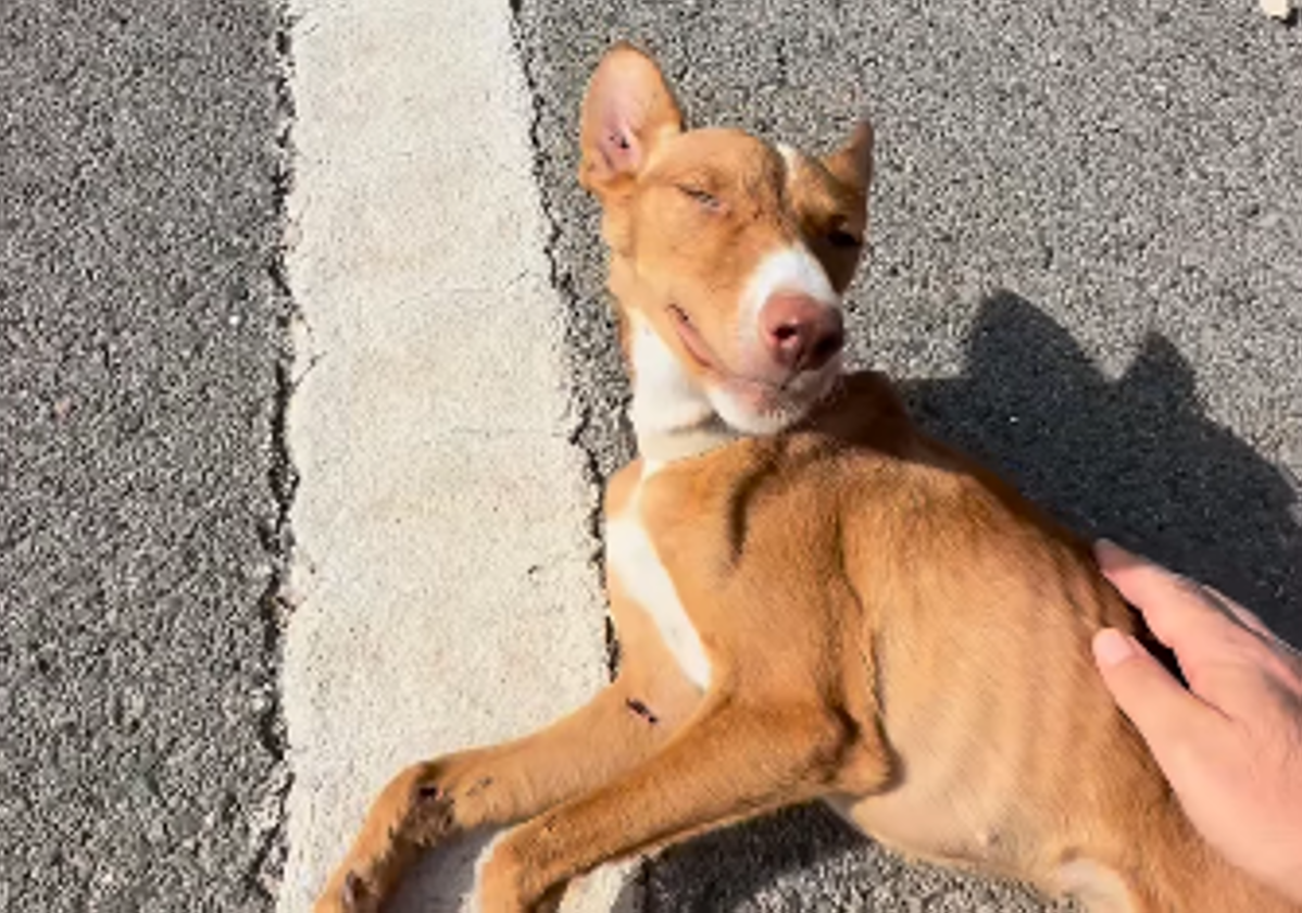 Momento en el que el hombre se acerca a la perrita y la acaricia.