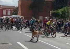 La Policía Local de Haro denuncia al propietario del perro de la Vuelta que se paseó entre el pelotón de ciclistas