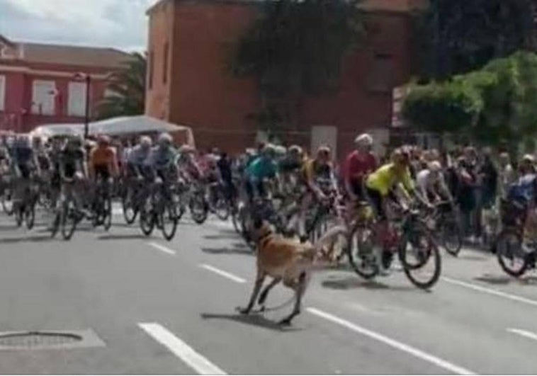 La Policía Local de Haro denuncia al propietario del perro de la Vuelta que se paseó entre el pelotón de ciclistas