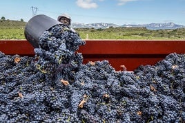 Un trabajador vuelca uva en un camión durante la vendimia de 2023 en Rioja Alavesa