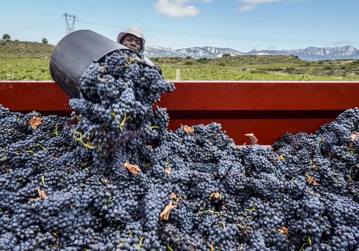 El excedente de vino supera los 25 millones de litros en Rioja Alavesa