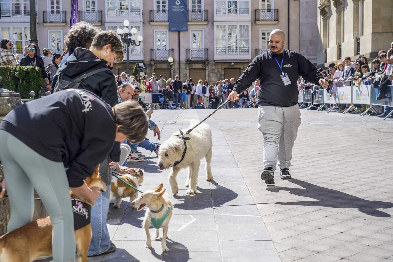 Perros buscan un hogar en la pasarela de Apasos