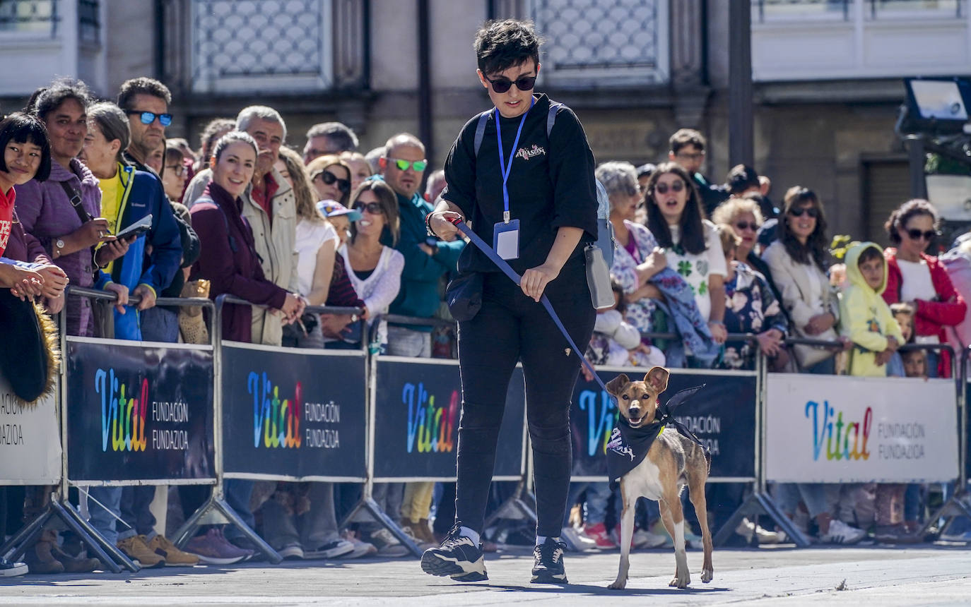 Perros buscan un hogar en la pasarela de Apasos