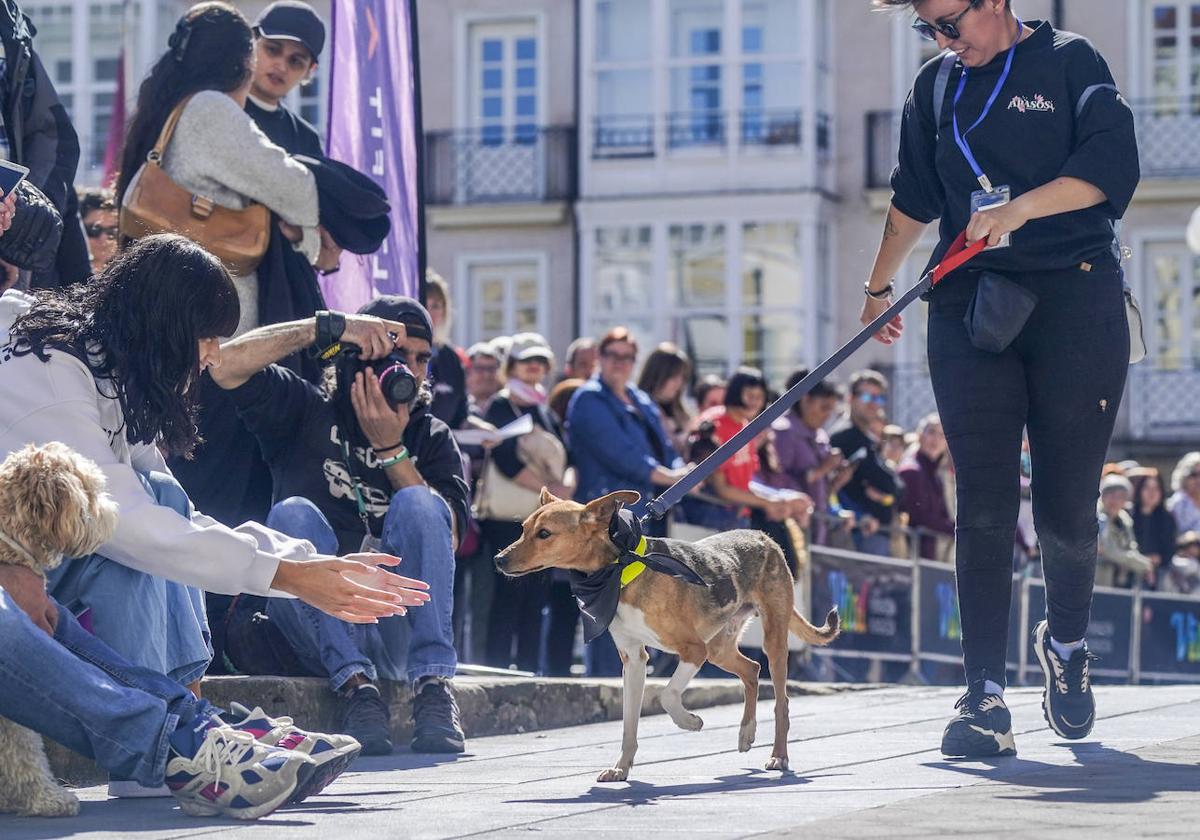 Perros buscan un hogar en la pasarela de Apasos