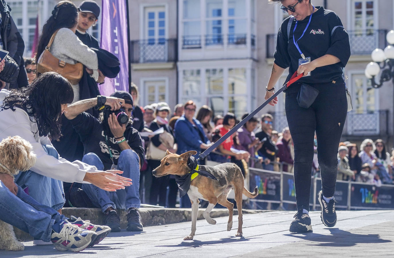 Perros buscan un hogar en la pasarela de Apasos