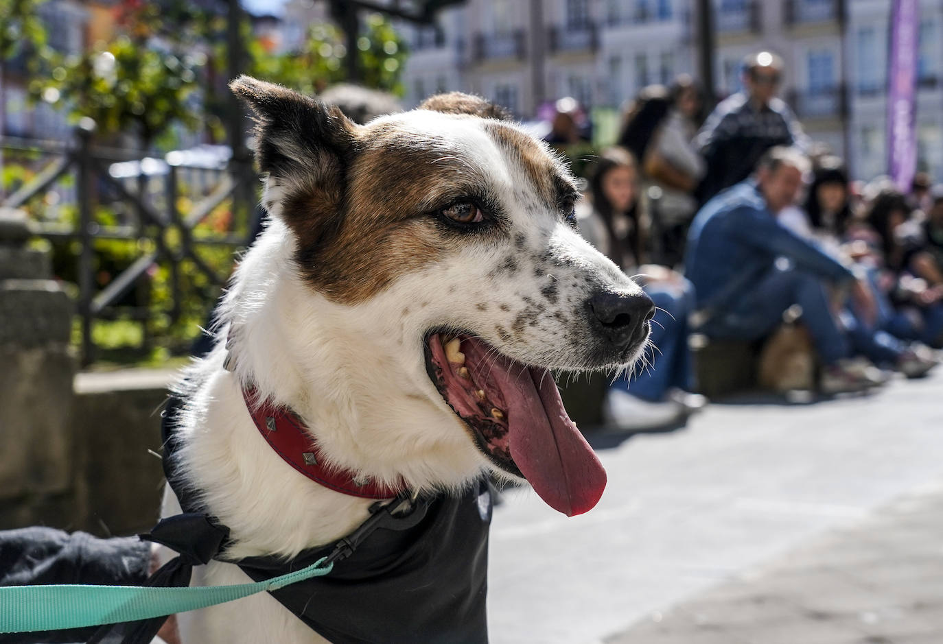 Perros buscan un hogar en la pasarela de Apasos