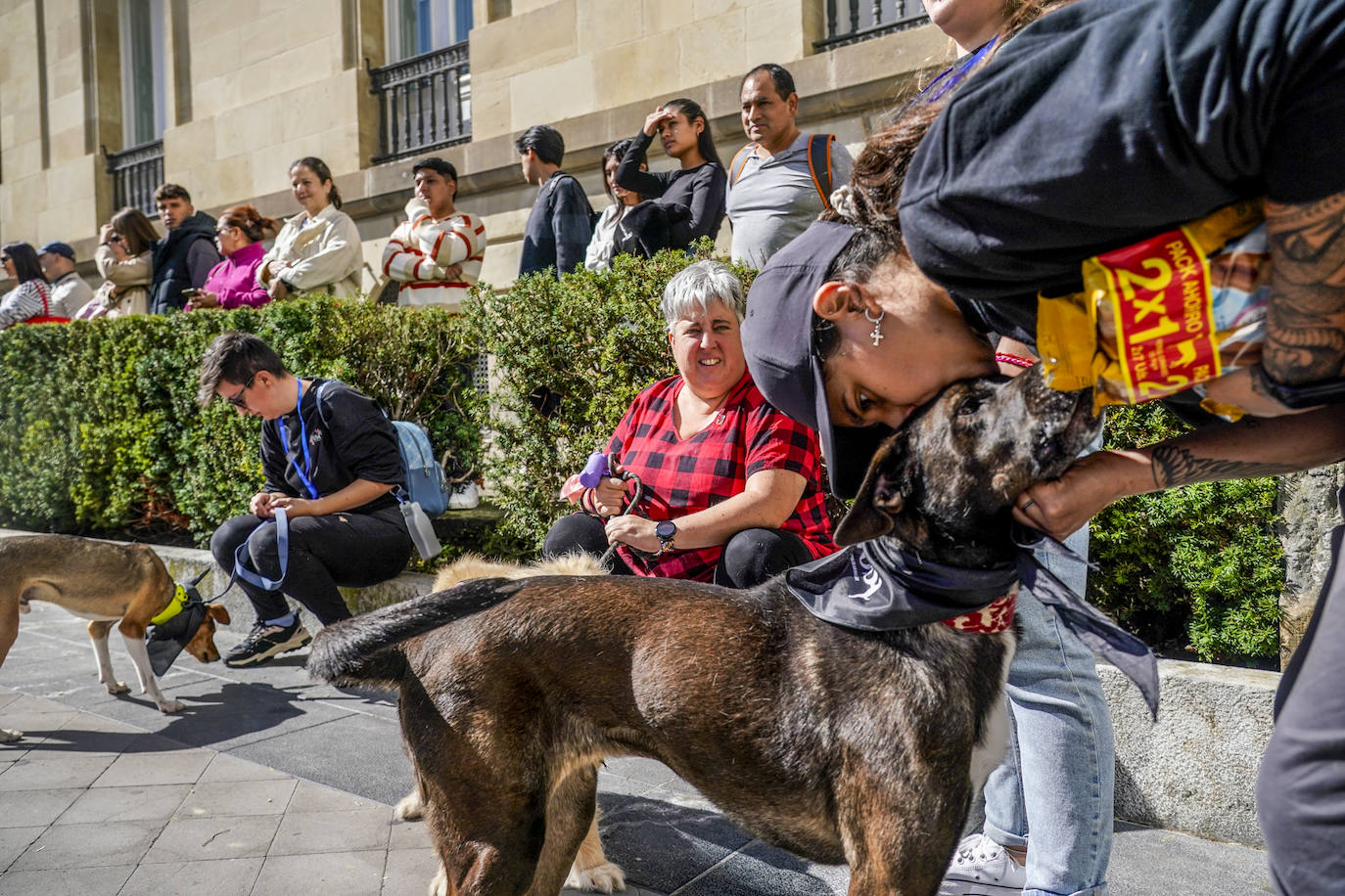 Perros buscan un hogar en la pasarela de Apasos