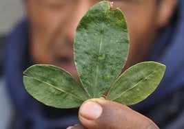 Un hombre aymara sostiene una hoja de coca en una foto de 2012, en Bolivia.