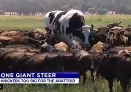 La vaca gigante de dos metros que asombra a Australia