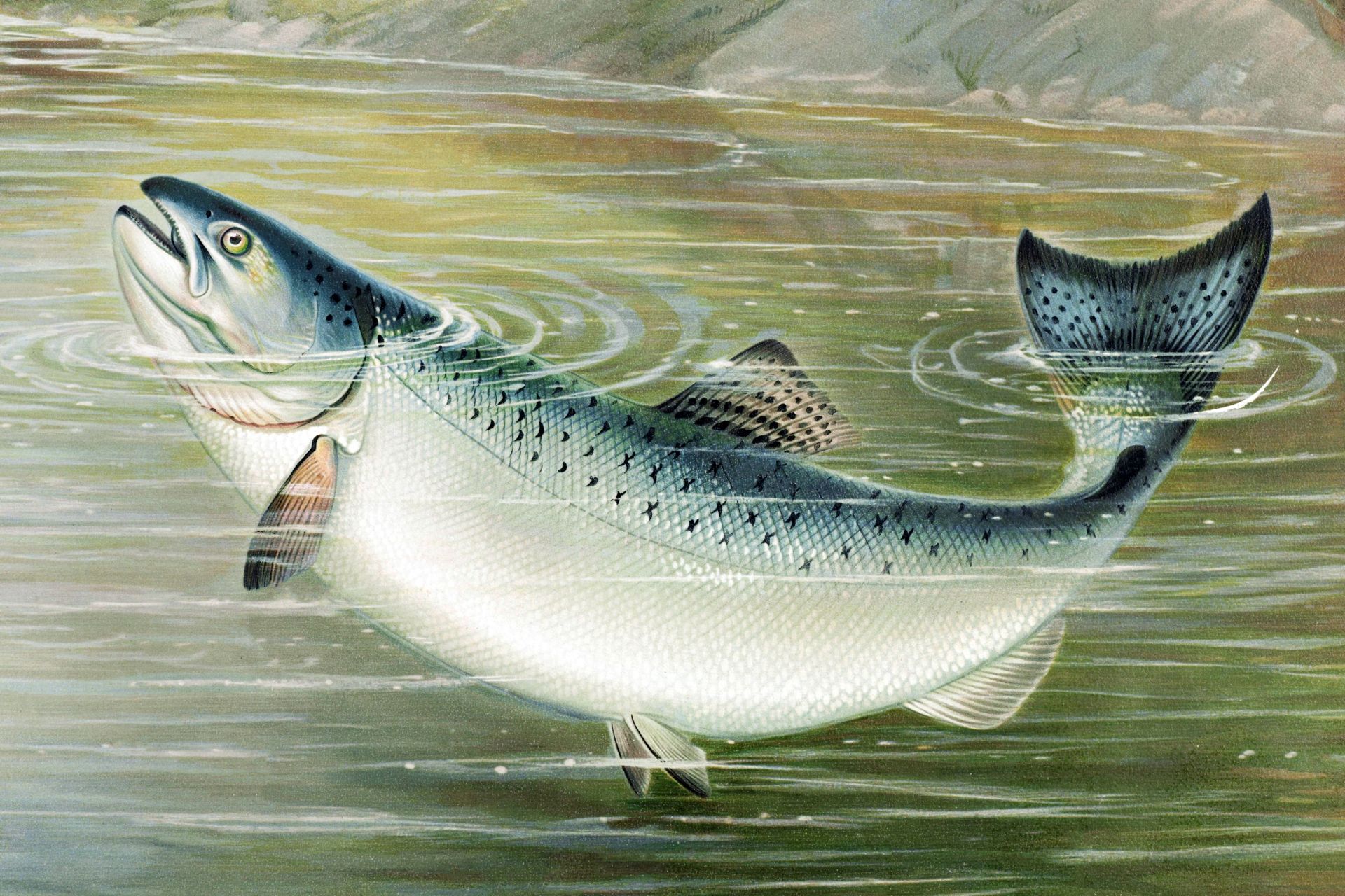 Salmón del Atlántico (Salmo salar) en una ilustración de 1879.