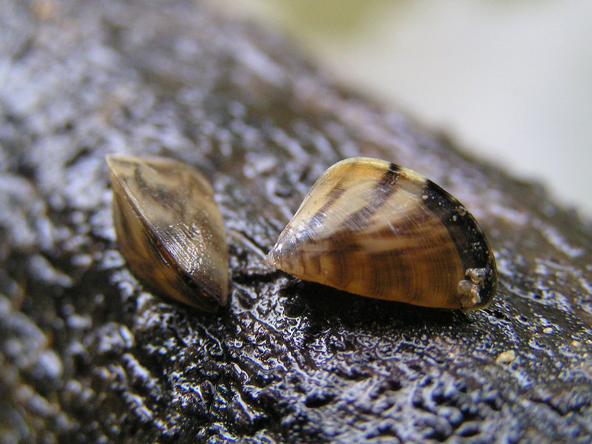 Los mejillones cebra ya han invadido los embalses del Zadorra.