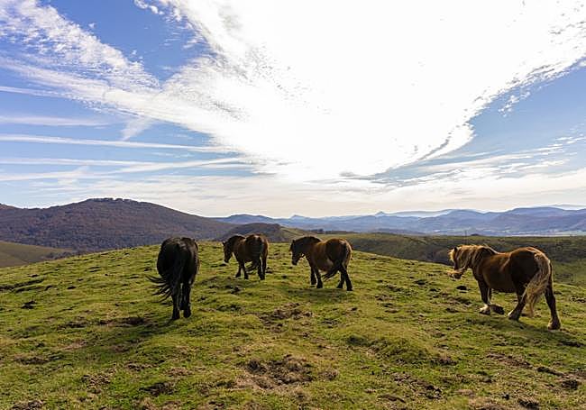 Caballos pastan en Belate.
