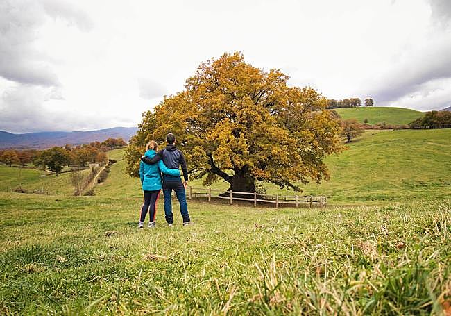Roble milenario de Orkin.