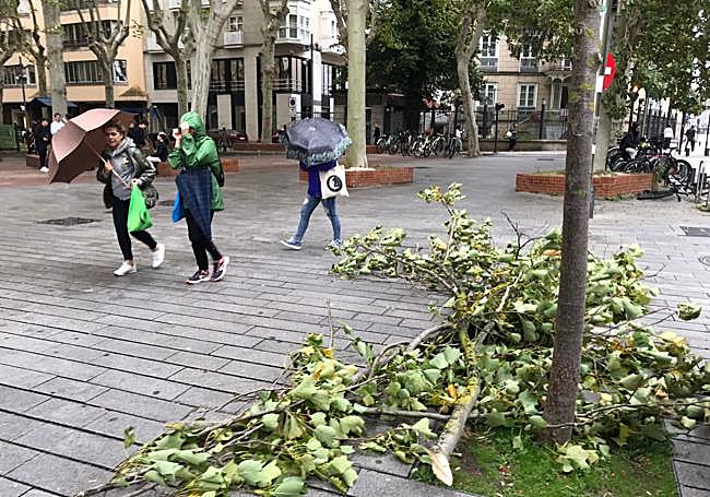 Los árboles han perdido ramas por la fuerza del viento.