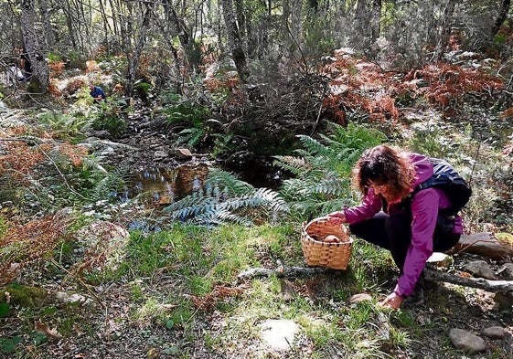 Una mujer recoge setas en una salida programada.