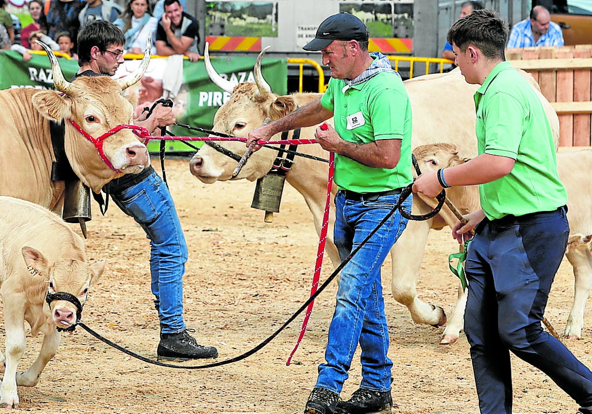 El recinto de Santa Ana acoge desde hoy domingo a un centenar de reses de la raza pirenaica, de entre las que hoy coronarán a las mejores por la celebración del Primer Lunes de Octubre.