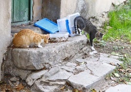 Los ayuntamientos vascos están obligados a gestionar las colonias de gatos callejeros.