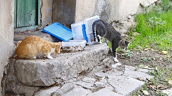 Doce pueblos alaveses ya se encargan de esterilizar a sus gatos callejeros para cumplir la ley