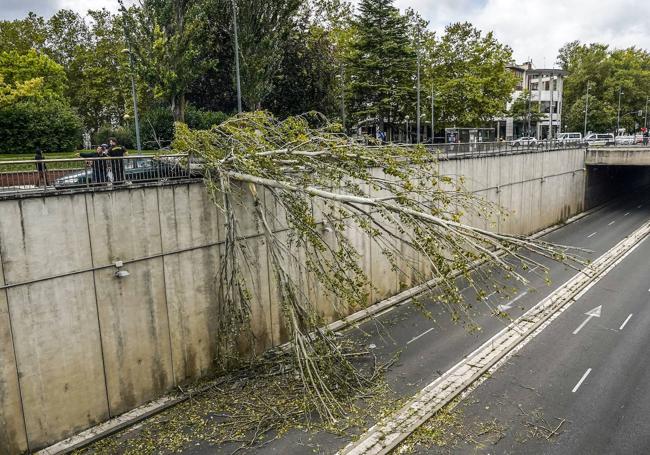 Las ramas han llegado hasta la calzada de los túneles.