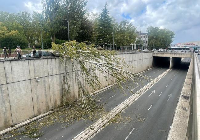 Un árbol se ha quebrado junto a los túneles de la calle Madrid.