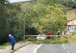 Uno de los árboles que se han quebrado en Artziniega.