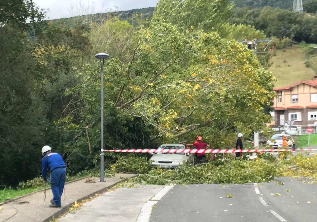 Uno de los árboles que se han quebrado en Artziniega.