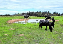 Los caballos pastan por el recorrido.