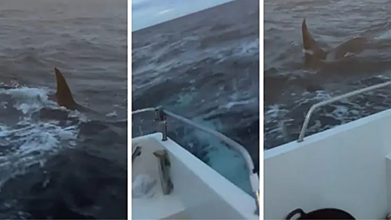 El susto de dos pescadores cántabros al ser acosados por orcas en Suances