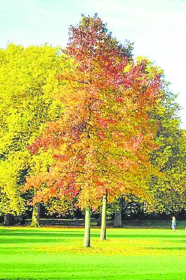 Liquidambar