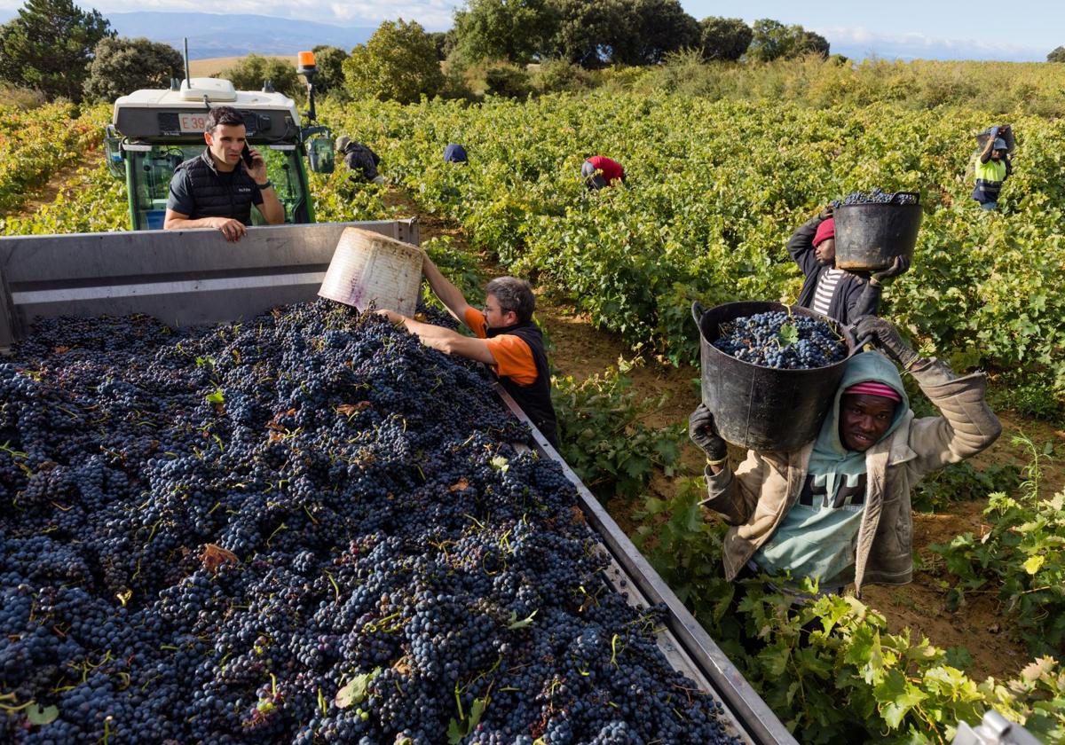 Temporeros recogen uva tinta en Rioja Alavesa.