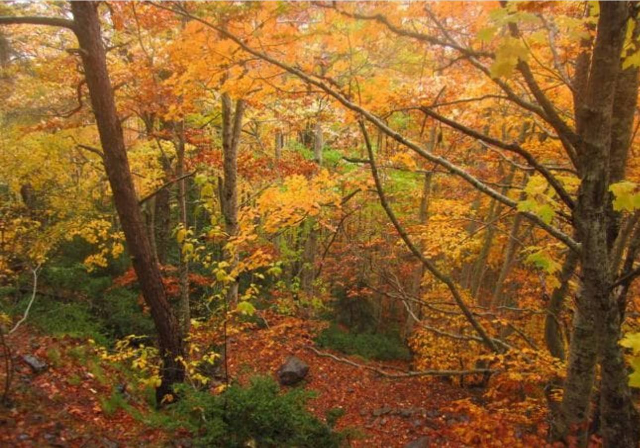 Un rincón del hayedo de Balgerri.