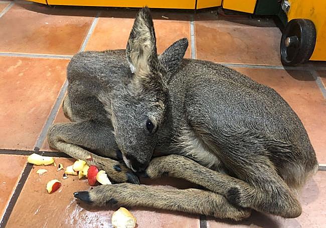 La corza dentro de la casa de Roberto.