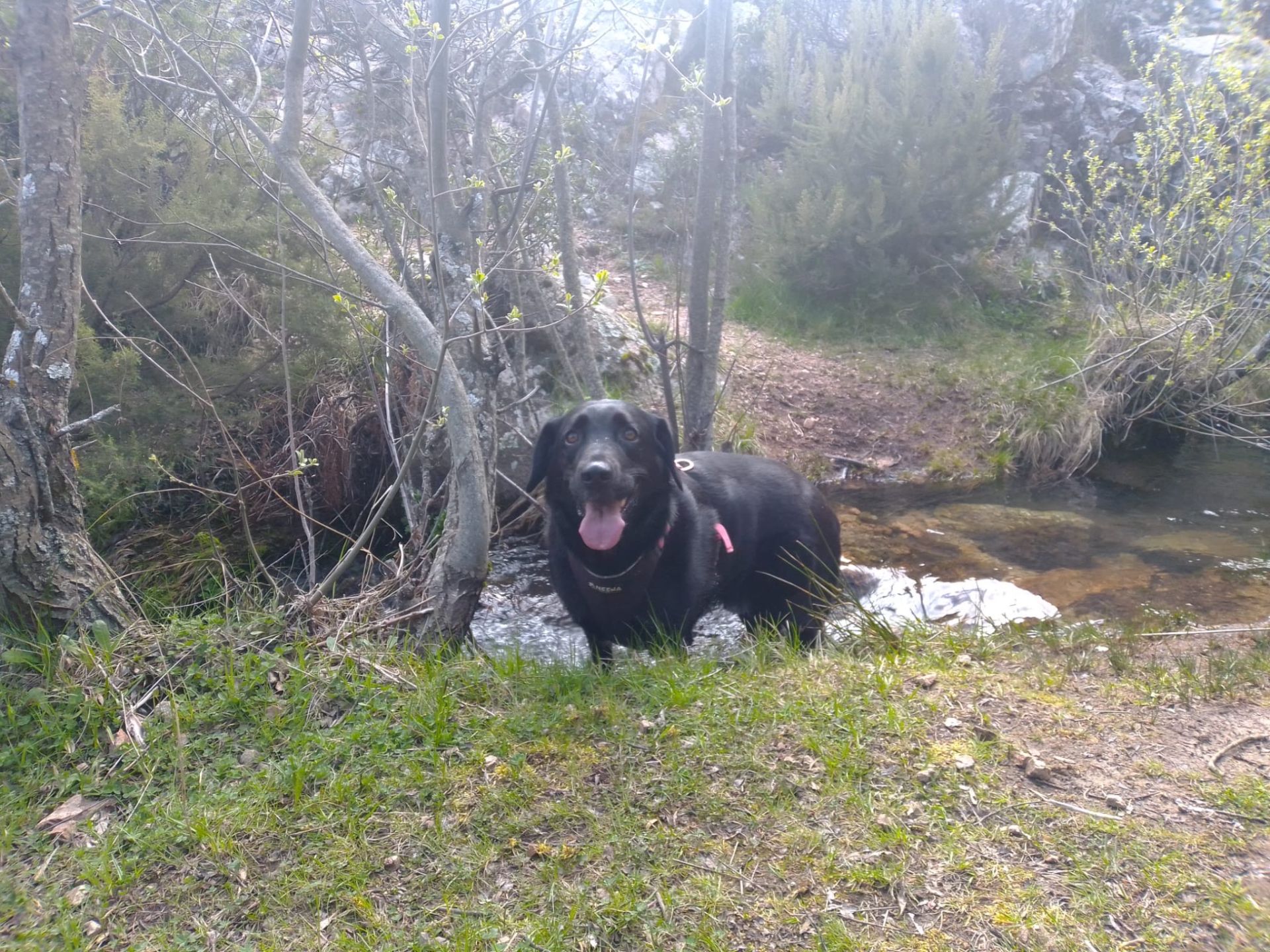 La odisea de una pareja de Lekeitio que lleva 3 meses buscando a su perro desaparecido: «Alguien se lo ha llevado»