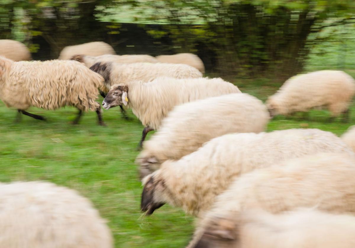 Aves, vacas y ovejas para aumentar la productividad en campos de Vitoria