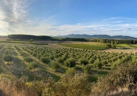 Olivar Finca Malzapato.